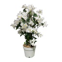 Classy Homes Artificial Plant, 70cm