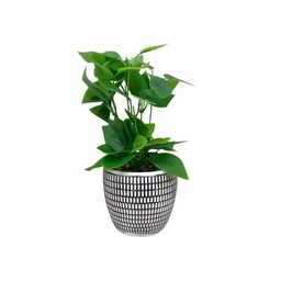 [718-03074] Decore Artifical Plant in Cement Pot